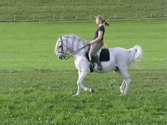 high horse yeee